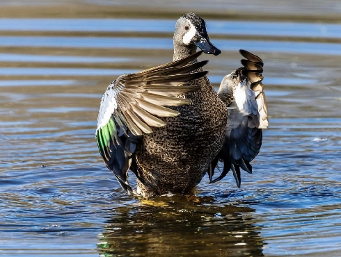 Blue-winged Teal